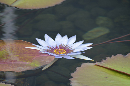 水百合