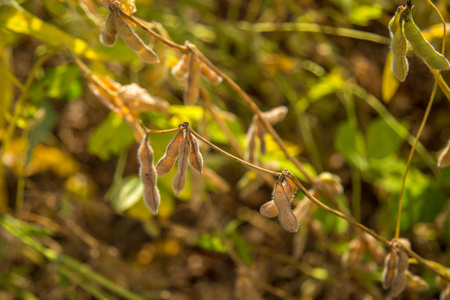 大豆种植园田间金矿