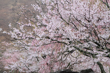 日本静冈县佐藤樱花多雨