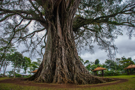 非常庞大，巨树在菲律宾，绿叶与根内格罗斯岛，坎拉翁