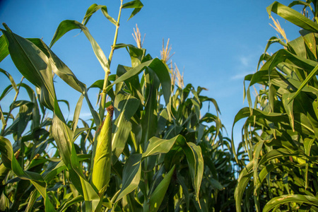 玉米种植园田间养殖场照片