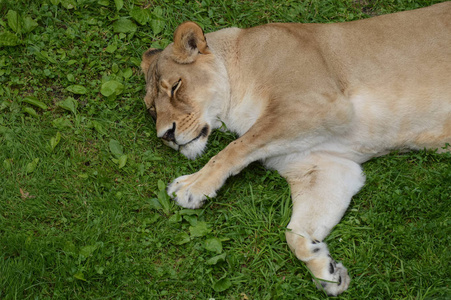 狮子在草地上睡觉