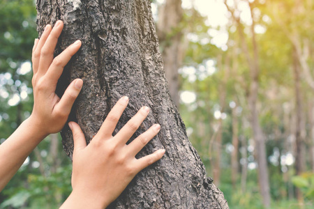 年轻女性用手抚摸一棵树在森林里