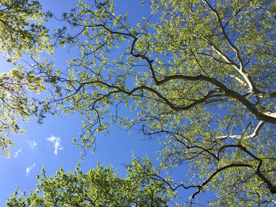 树分枝与蓝天和阳光明媚的天空图片