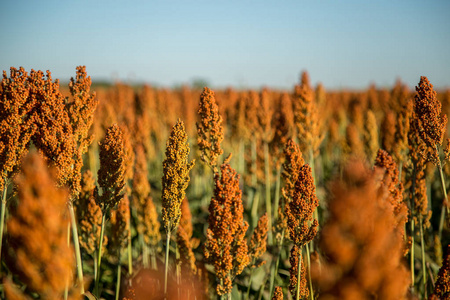 高粱玉米高粱种植田农场照片