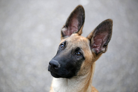 玛利诺犬狗视图