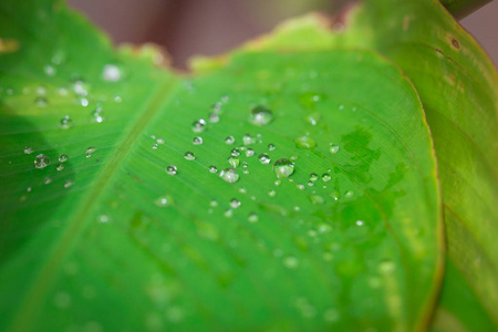 绿色的叶子上的水滴