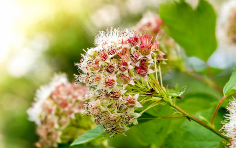 风箱果 opulifolius puzyreplodnik kalinolistny