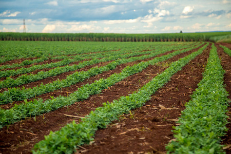 花生甘蔗种植园田照片
