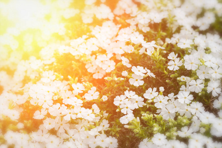 小白色的花, 自然花卉背景