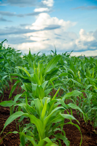 玉米种植园田间养殖场图片