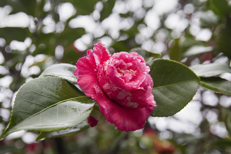 雨后花