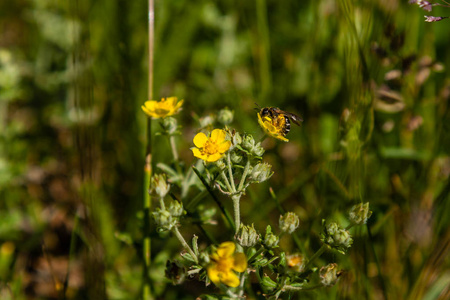 蜜蜂坐在上面的田野黄色花朵