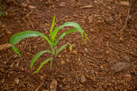 玉米种植园田间养殖场