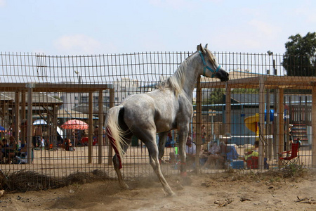 这匹马被绑在围栏