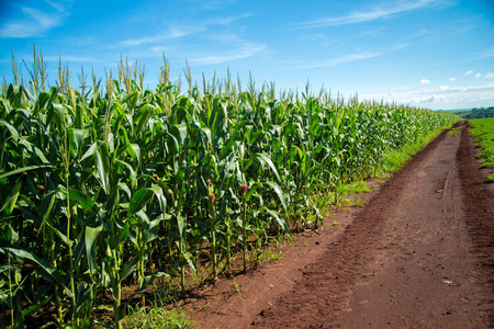 玉米地里种植农村粮食照片