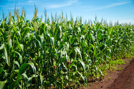 玉米地里种植农村粮食照片