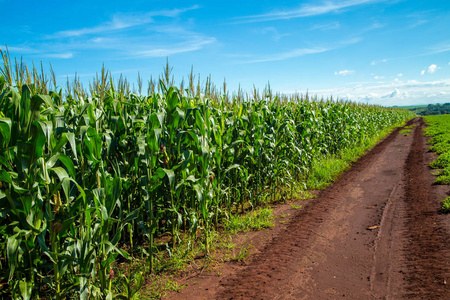 玉米地里种植农村粮食图片