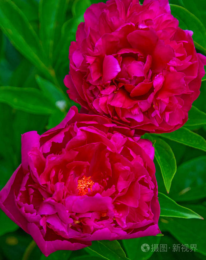 大紫色牡丹许多花瓣和多汁的花