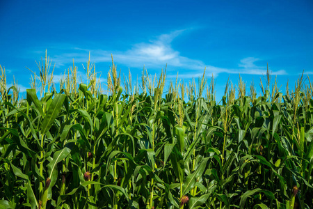 和葡萄种植园玉米植物生长信息图元素从种子到果实, 成熟玉米耳朵