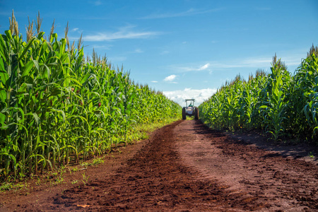 玉米地里种植农村粮食图片