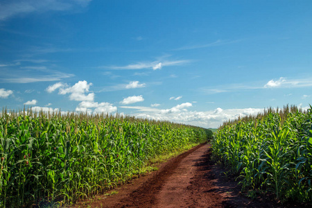 玉米地里种植农村粮食