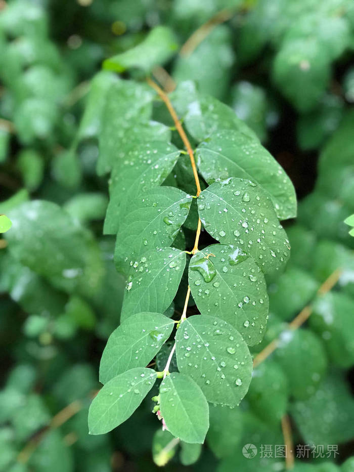 靠近波兰西南部密集的绿色湿地树叶