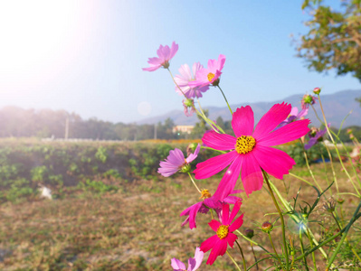 面向阳光的粉红色宇宙花