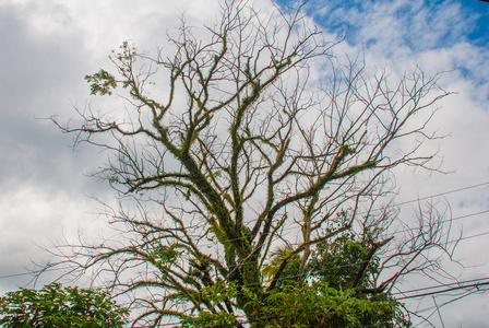 这棵不寻常的树的枝条, 绿叶顶着天空。菲律宾。潘丹, 帕奈