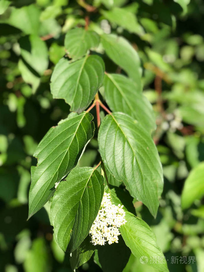 靠近波兰西南部密集的绿色湿地树叶