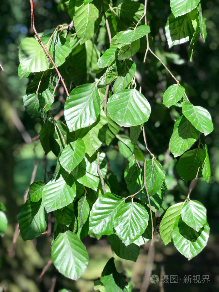 靠近波兰西南部密集的绿色湿地树叶