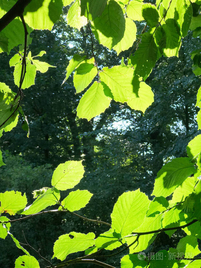 靠近波兰西南部密集的绿色湿地树叶