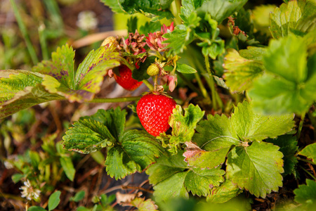 红莓, 草莓在田野的灌木丛中成熟。农业种植浆果