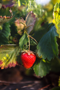 红莓, 草莓在田野的灌木丛中成熟。农业种植浆果