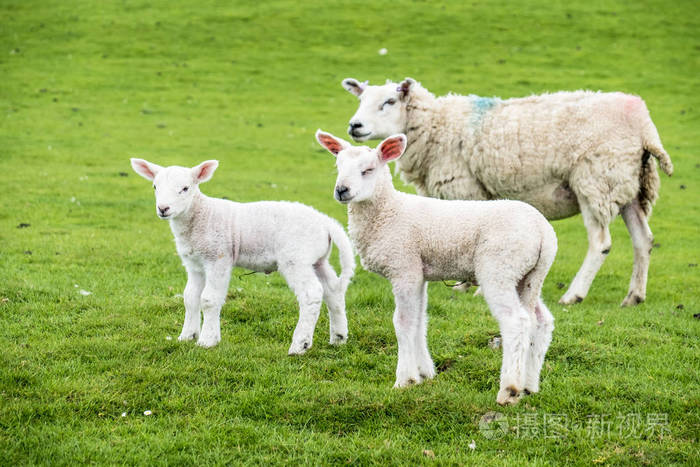 甜甜只公羊羔居住在绿色的美丽苏格兰场