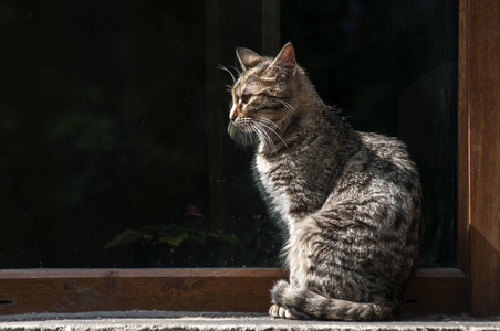 塔比街头猫