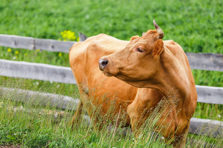美丽和整齐的牛放牧甘美的绿色草地,反对的木栅栏,农村生活和农业的