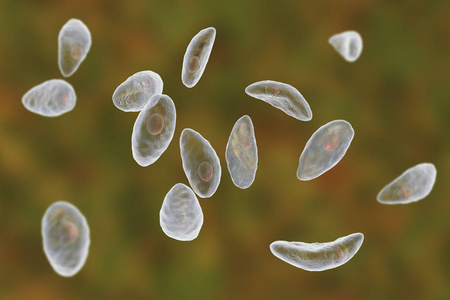 寄生性原生动物弓形虫速殖子阶段
