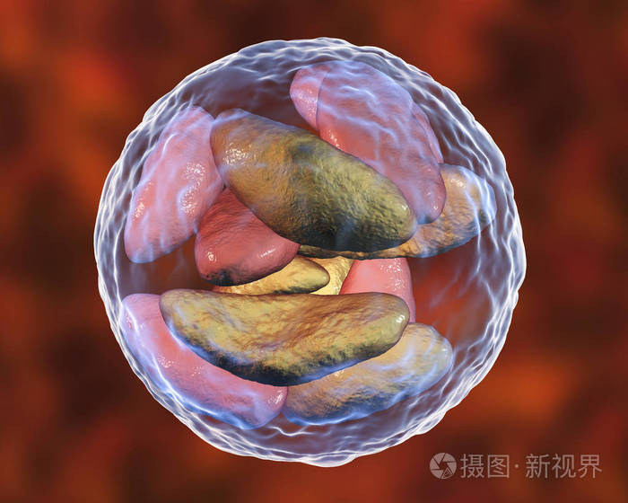 寄生性原生动物弓形虫阶段内囊肿