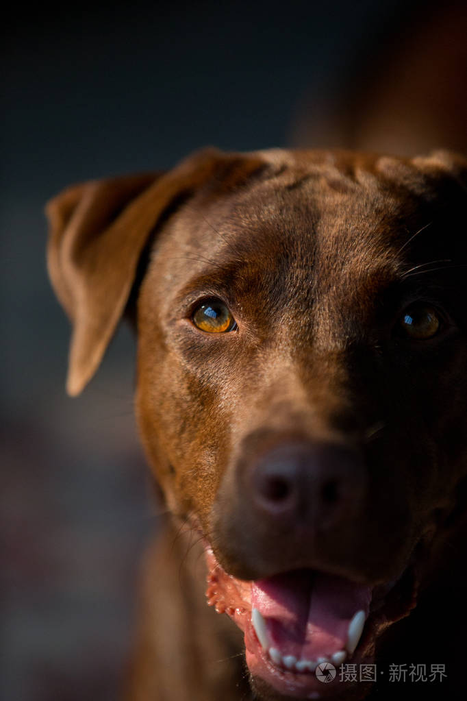 拉布拉多犬看起来像使用眼向他的主人的吸引力