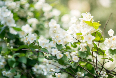 一朵春花，白花，茉莉花。