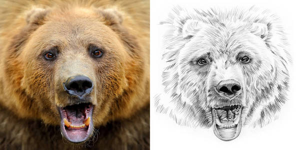 熊前和后用铅笔手工绘制的肖像