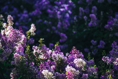 美丽紫色紫色的鲜花。紫色的花朵的特写。春天的花朵，丁香的一个分支。淡紫色的布什，丁香背景。夏季紫丁香花支