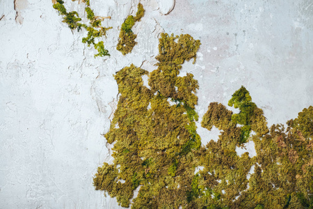 绿色的苔藓墙图片