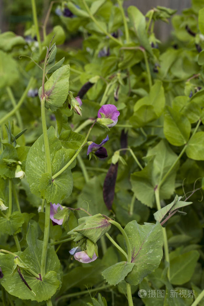 盛开的豌豆植物