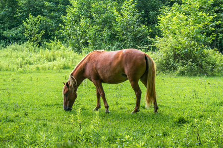匹棕色的马,在阳光明媚的秋日在草地上吃草与它吃的小马驹匹棕色的马