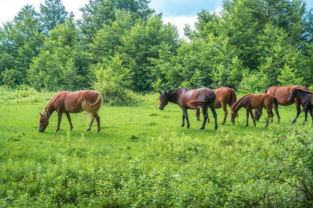 棕色的马在牧场上放牧绿色草药