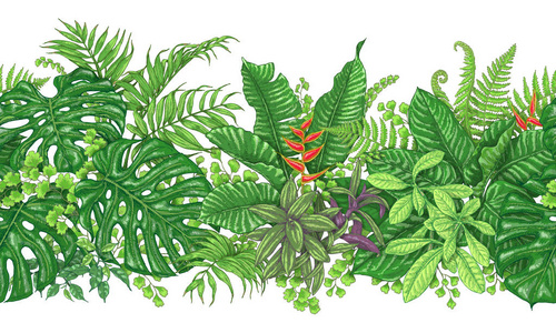 热带植物水平线条图案图片