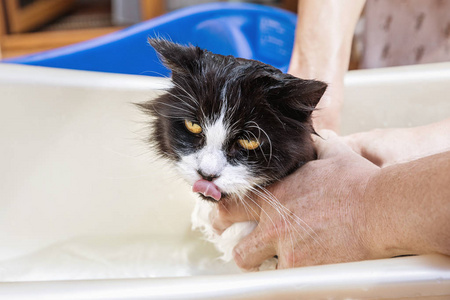 猫咪洗澡。湿的猫照片-正版商用图片0ysll4-摄图新视界