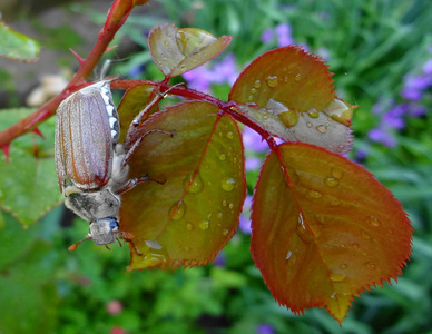甲虫可能可能在玫瑰的叶子上的虫子照片